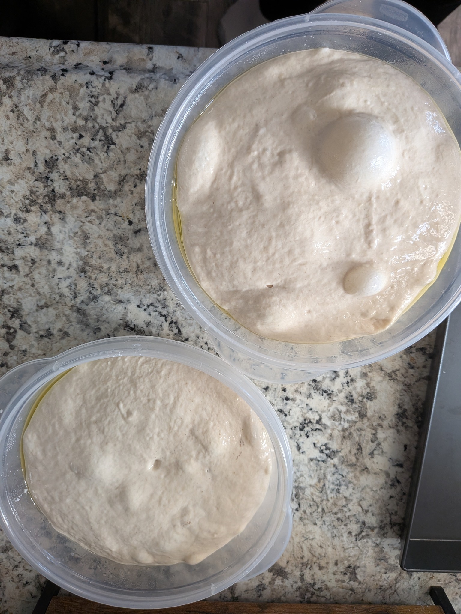 Two large cold-fermented Sicilian pizza dough balls in plastic containers after a three-day cold ferment, visibly bubbly and risen